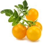 Click & Grow Smart Garden refill Kollane tomat 3tk