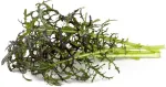 Click & Grow Smart Garden refill Punane sinep 3tk