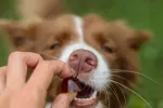 CONTIPRO GELOREN Small dog Joints - dog vitamins - 180g