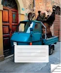 Victor Stationery OU Kaustik 36 lehte, jooneline, 5 tk