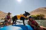 No name Ruffwear Float Coat S Polyester Yellow