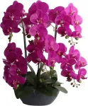 Home4you Orhidee GARDEN QUEEN H64cm, tumeroosa