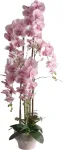 Home4you Orhidee GARDEN QUEEN H124cm, heleroosa
