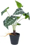 Home4you Kunsttaim GREENLAND H40cm, "Alocasia"