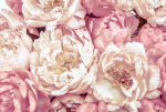 Fototapeet Komar Peonies XXL4-091, 368 cm x 248 cm