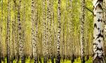 Fototapeet Artgeist Birch Forest, 270 cm x 450 cm