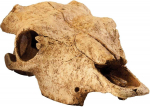 Akvaariumi dekoratsioon Exo Terra Buffalo Skull 012851, kollane