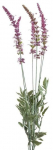 Kunstlill Natu 384, violetne, 56 cm