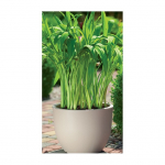 Lillepott Form Plastic Round 2731, plastik, pruun v.