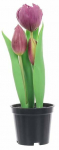 Kunstlilled vaasis, tulbid, violetne, 24 cm