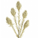 Kunsttaim 721, &scaron;ampanja, 82 cm