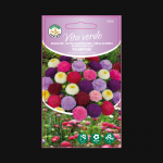 Seemned Vita Verde hiina aedaster Pompon Callistephus Chinensis L. Ness