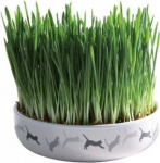 Muru kassidele Trixie Grass 42341, 0.05 kg