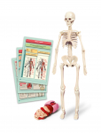 Hariv m&auml;ng Clementoni The Human Body Mini-Set