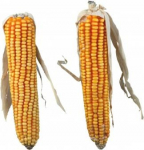 N&auml;riliste maiuspala Trixie Corn Cobs, k&uuml;&uuml;likutele/n&auml;rilistele, 0.25 kg, 2 tk