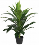 Kunsttaim potis, draakonipuu Splendid, roheline v., 80 cm x 15.5 cm