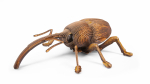 3D-pusle MakeBug Weevil MB-B-0004, 5 cm x 11 cm, pruun v.