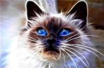 Teemantmosaiik Norimpex Cat Magic, mitmev&auml;rviline