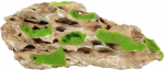 Akvaariumi dekoratsioon Zolux Kipouss Stone, pruun v./roheline v., S