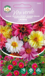 Seemned Vita Verde daaliad Unwin Dahlia Pinnata Cav.