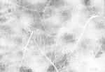 Fototapeet Artgeist Nature In My Home, 70 cm x 100 cm