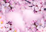 Fototapeet Artgeist Say Hello To Spring, 70 cm x 100 cm