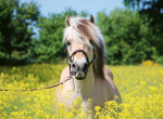 Pusle Ravensburger White Horse, 49 cm x 36 cm, 500 tk