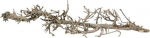 Akvaariumi dekoratsioon Terra Natura South Root 42050, pruun, 15 cm