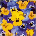 Pabersalvr&auml;tikud Paw Decor Collection Pansy, 33 cm x 33 cm, kollane v./violetne v., 20 tk