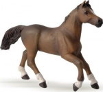 M&auml;ngukujuke Papo Anglo-Arabian Mare 401326, pruun v.
