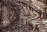 Fototapeet Artgeist Signs Of The Times - An Abstract Background With The Wrinkled Bark Of An Old Tree, 70 cm x 100 cm