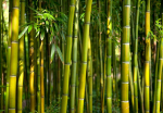 Fototapeet Artgeist Oriental Garden, 70 cm x 70 cm