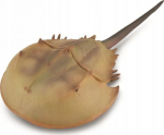M&auml;ngukujuke Collecta Horseshoe Crab 88905, 15 cm, pruun v.
