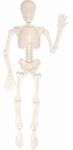 Hariv m&auml;ng, skelett Eduplay, valge v., 15 tk