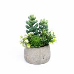 Kunsttaim, sukulent Domoletti, roheline/(v&auml;rv/disain valitakse juhuslikult), 20 cm