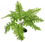 Terraariumi dekoratsioon Repti Planet Nephrolepis Fern