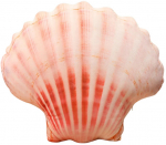 Dekoratiivne padi Shell, roosa v., 50 cm x 40 cm