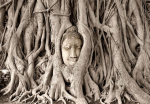 Fototapeet Artgeist Buddha'S Tree, 70 cm x 100 cm