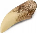 M&auml;ngukujuke Collecta Tooth Of Tyrannosaurus Rex 89281, 8 cm, valge v.