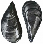 Serveerimisaluse komplekt Hermia İstiridye, 27 cm, 14 cm, 2 tk, Must v.