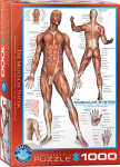 Pusle Eurographics Muscles, 67.3 cm x 48.9 cm, 1000 tk, mitmev&auml;rviline