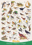 Pusle Eurographics Birds 6000-1259, 68 cm x 48 cm, 1000 tk, mitmev&auml;rviline