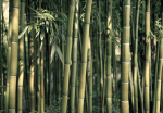 Fototapeet Artgeist Bamboo Exotic, 70 cm x 100 cm