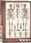 Pusle Eurographics The Skeletal System 6000-3970, 48.9 cm x 67.6 cm, 1000 tk