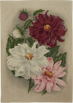 K&ouml;&ouml;gir&auml;tik Skona Ting Purple Dahlia, mitmev&auml;rviline, 70 cm x 50 cm