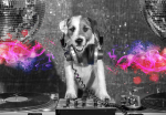 Fototapeet Artgeist Dj Dog, 70 cm x 100 cm