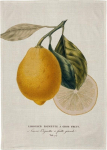 K&ouml;&ouml;gir&auml;tik Skona Ting Lemon, kollane v./roheline v., 70 cm x 50 cm