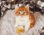 Maalimine numbrite j&auml;rgi Paint it! Amused Kitten, mitmev&auml;rviline