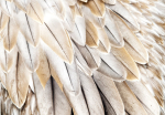 Fototapeet Artgeist Close-Up Of Bird'S Wings - Uniform Close-Up On Beige Bird Feathers, 70 cm x 100 cm