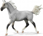 M&auml;ngukujuke Collecta Half Arabian Stallion 490701, hall v.